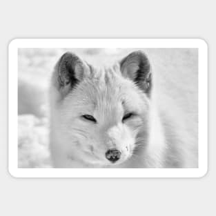 Arctic Fox Sticker